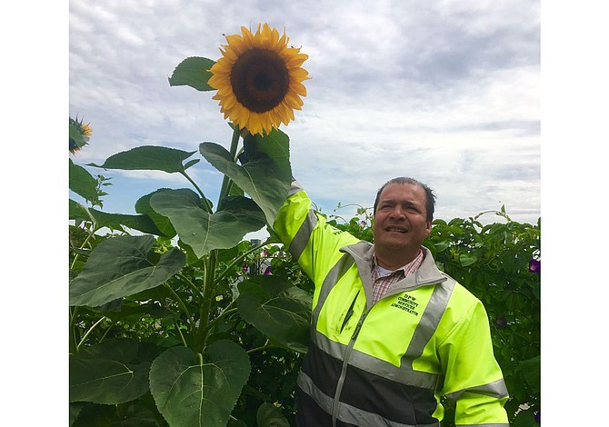 CHELSEA: Denuncian el robo de girasoles en jardín público de la ciudad