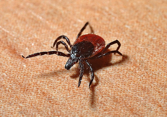 Parece que han encontrado la solución a la enfermedad de Lyme
