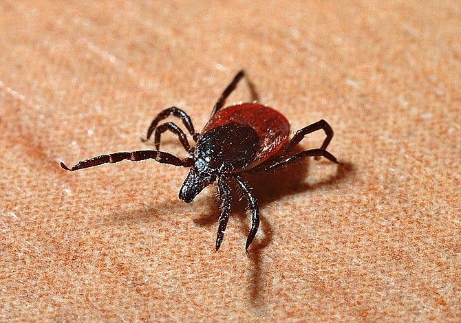 Parece que han encontrado la solución a la enfermedad de Lyme