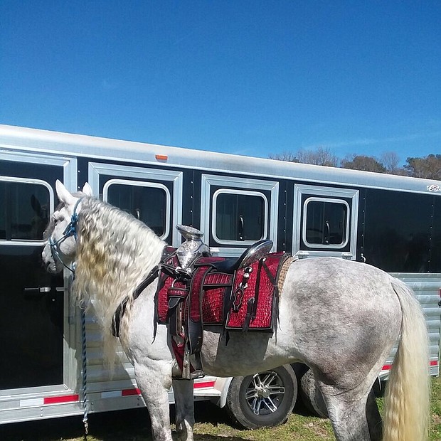 El Gallito es un caballo de raza Cuarto de Milla muy elegante. La audiencia disfruta mucho de su actuación.