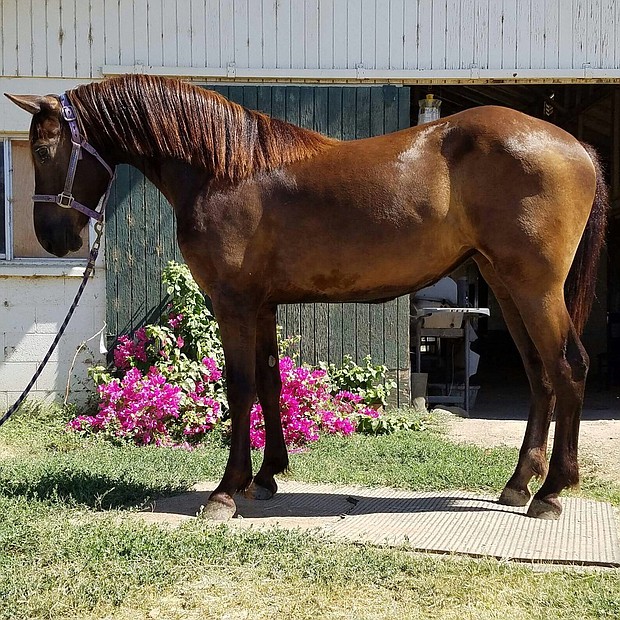 El Gato Americano es un caballo de raza Cuarto de Milla. Es inteligente, noble y sabe interactuar con el público. Además, está bien adentrado en la alta escuela.
