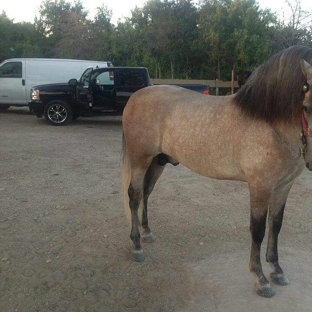 El Mil Amores: Un caballo español que llegó hace 8 meses al rancho y está muy bien entrenado.