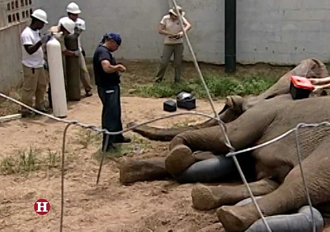 Zoológico colombiano recauda fondos para llevar a elefante al dentista