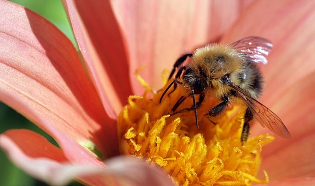 Estudiantes destacarán en Washington el movimiento global en apoyo a las Abejas