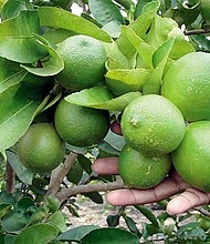 DELICIA. La calidad de los limones jaliscienses ha conquistado mercados en Estados Unidos, y varios países de Asia y Europa.