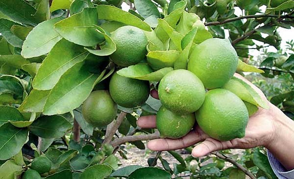 DELICIA. La calidad de los limones jaliscienses ha conquistado mercados en Estados Unidos, y varios países de Asia y Europa.