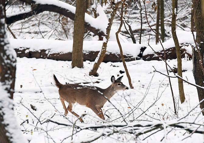 “¡Corre, Bambi, corre!”: La Audubon Naturalist Society en Maryland desalojó a los molestos venados