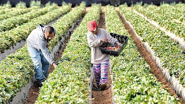 ¿Y AHORA? Un problema insoslayable se cierne sobre el país: la escasez de trabajadores agrícolas.