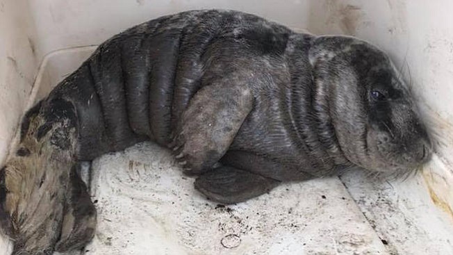 Rescataron a una foca bebé en NH después de la tormenta