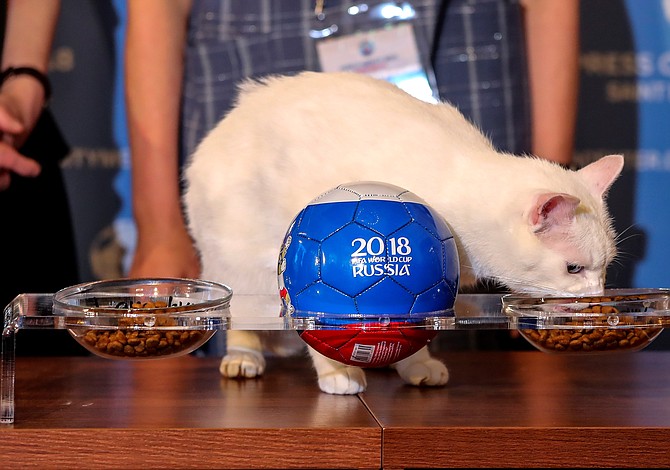 FOTOS | El gato “Aquiles” predice la victoria de Rusia en el partido inaugural