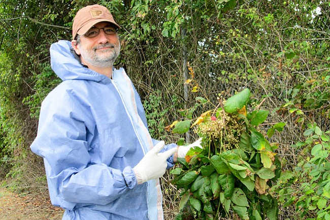 Cómo luchar contra Poison Avy, la planta que puede arruinar tu verano