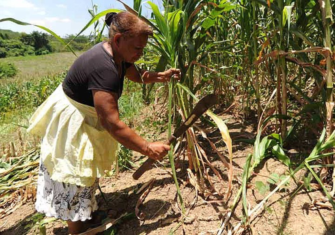 Oriente de El Salvador es afectado por una sequía severa