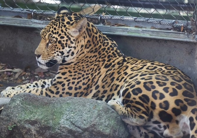 Jaguar escapó de su jaula y mató a nueve animales en un zoológico