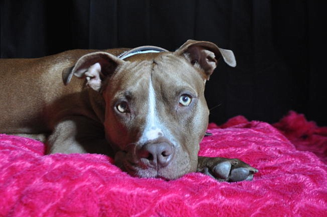 Gobernador de Puerto Rico firma proyecto que levanta prohibición de perros pitbull