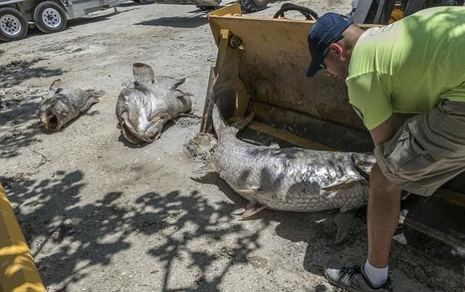 Autoridades agilizan recogida de miles de peces muertos por marea roja en Florida