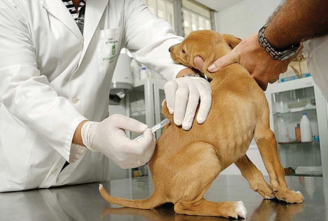 Jornada de vacunas para mascotas