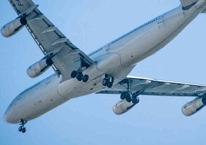 Colombia: Las mulas que soñaban viajar en avión por primera vez y no pasaron de la sala de abordaje