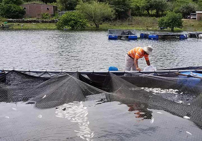 Agricultores de El Salvador preocupados por muerte de miles de peces