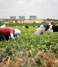 APORTE VITAL. Según datos del Departamento de Agricultura que datan del 2016, aproximadamente el 58% de los trabajadores agrícolas en este país procedía de México.