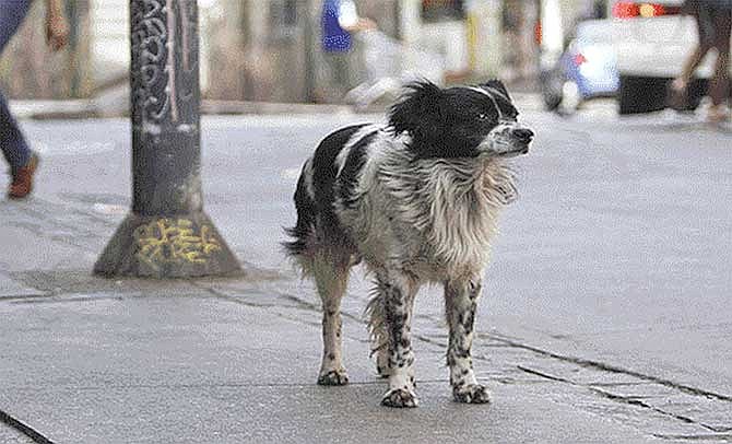 Innovadoras croquetas anticonceptivas para perros callejeros