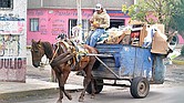Prohíben uso de animales de carga en Nuevo León