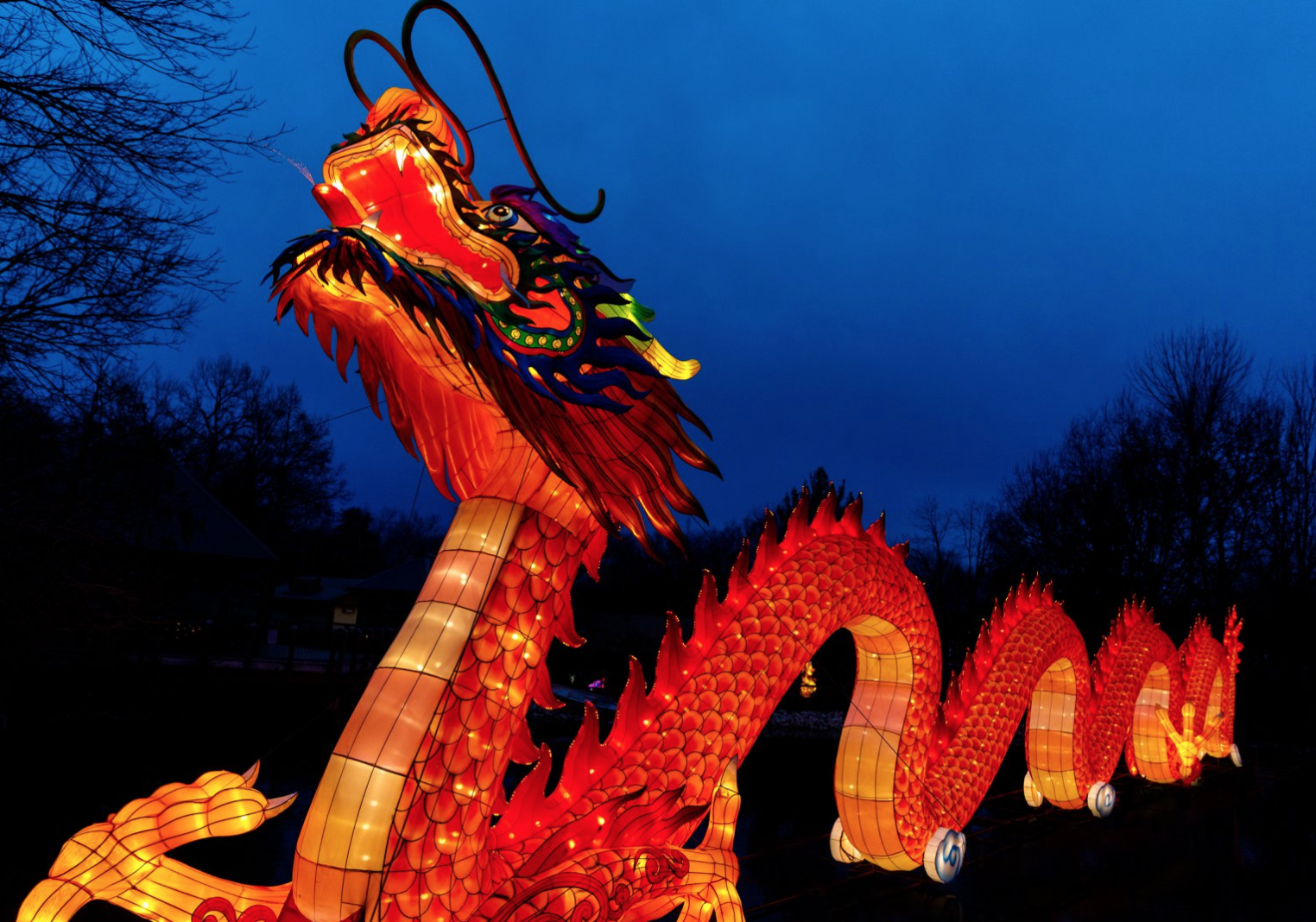 El Zoo presentará el show Boston Lights Boston's Online Hispanic