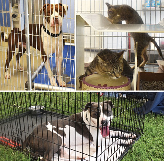 El Austin Animal Center se encuentra desbordado: desde el 13 de septiembre dejó de recibir más animales. Perros y gatos esperan ser adoptados o ser trasladados a un hogar temporal.