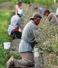 El principal desafío de la agricultura en este país es la falta de mano de obra, que desde hace décadas proviene, generalmente, de Latinoamérica.