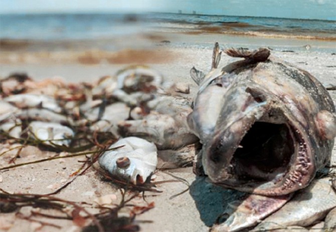 Miles de peces mueren en las playas texanas