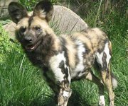 Los perros africanos atacaron al niño hasta matarlo.