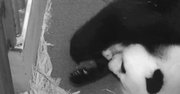 Mei Xiang y su pandita.