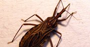 Vinchuca, transmisora del Mal de Chagas.
