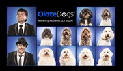 Los Perros Olate, un grupo de talentosos perritos entrenados por una familia chilena, se presentarán gratis en el GreenFest en el City Hall Plaza