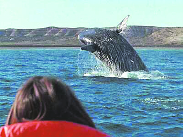 Temporada  de observación  de ballenas