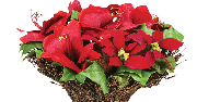 POINSETIA. Otra de las plantas más emblemáticas y más conocida.