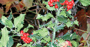 ACEBO. En la imagen una rama de acebo natural.