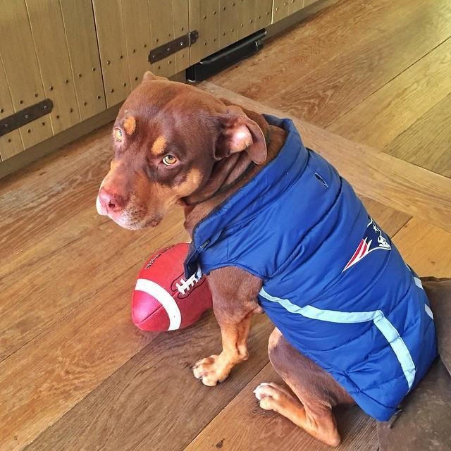 "Lua already has her game face on. Let's go pats!!!! Lua já está preparada para o jogo! Vamos Pats!!!"
