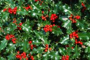 Arbol de acebo o 'holly tree' que dio nombre a Hollywood, en el condado de St. Mary's en el sur de Maryland