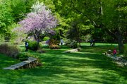 Lilac Sunday en el Arnold Arboretum de Jamaica Plain