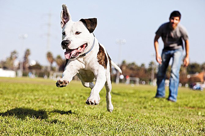 Día de perros