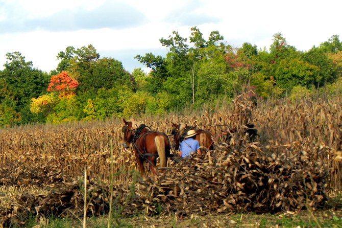 Los hombres amish se dedican principalmente a la agricultura.