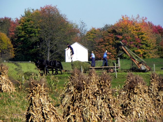 Pobladores amish trabajan en los campos agrícolas de esa comunidad en New Wilmington, PA.