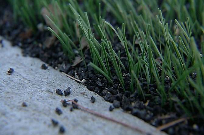 En Medway, un grupo pequeño pero fuerte de padres de familia están presionando para que se instalen letreros de advertencia cerca de canchas artificiales recientemente construidas. Los letreros advertirían sobre los supuestos riesgos a la salud que representan los gránulos de caucho que acolchonan las canchas de grama sintética.