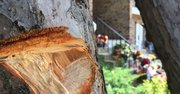 En este árbol se encontró una bala. Al fondo se ve la entrada a la vivienda donde el joven de 17 años Danny Centeno caería abatido bajo los disparos.