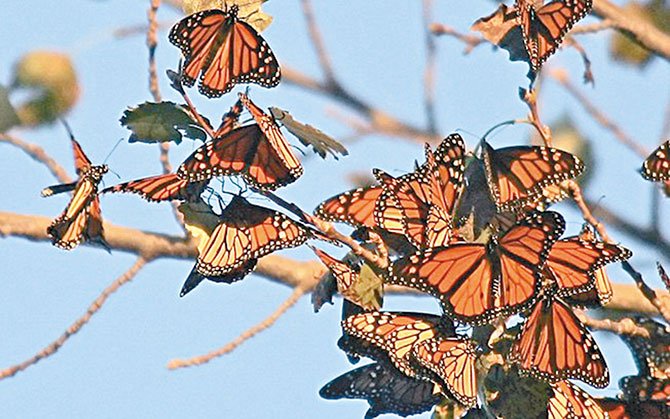 Gran migración  de mariposas monarca