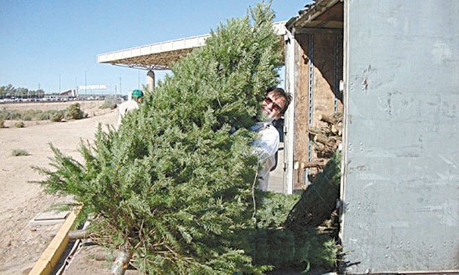 Impiden ingreso  de miles de árboles de Navidad  con plagas