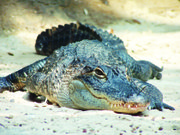 Los cocodrilos del Virginia Living Museum están entre los animales más populares.