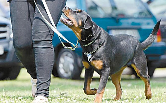 Los perros no atacan sin razón