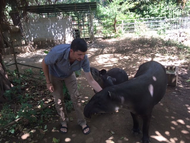 El investigador Chris Jordan con un tapir salvaje en Nicaragua