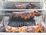 Cochino de Puya